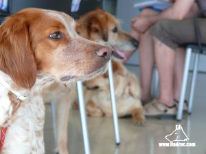 Alumne caní curs Riudellots