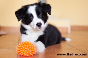 Foto Lídia Gifré Foto Lídia Gifré