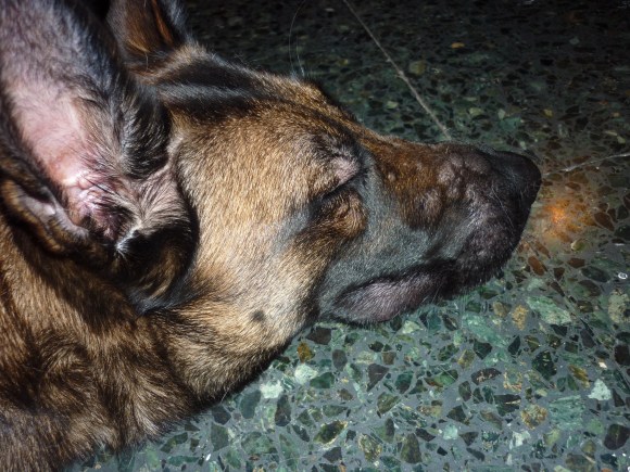 Reacció al·lèrgica Cendra