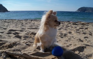 Lia chihuahua amb la pilota