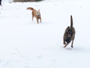 Buli i Cendra nevada
