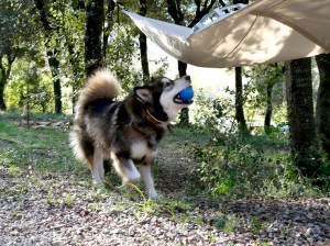 Roc (Alaska Malamut) amb la pilota