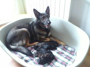 Els cadellets recent nascuts