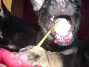 La Muga en versió Drac de Sant Jordi