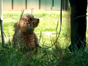 En Nus aprenent a mantenir el contacte visual amb la seva mestressa