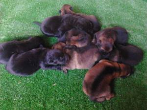 La nostra futura cadelleta!