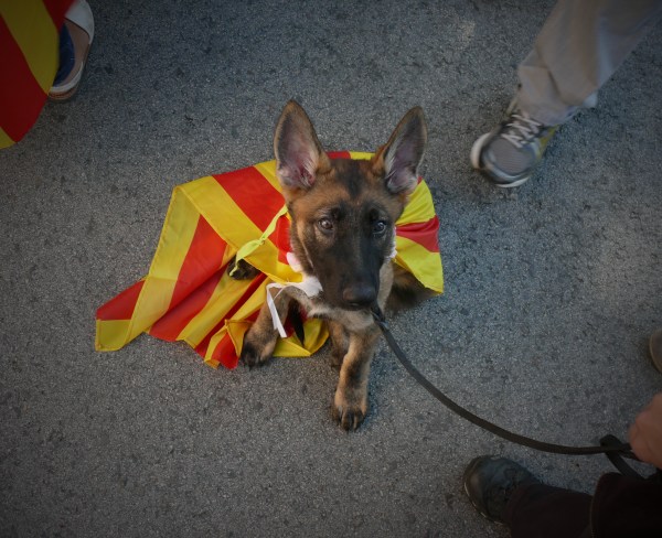La Mina us desitja una feliç diada! :)