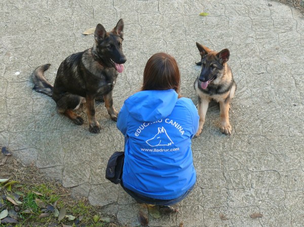 La Mina (esquerra) i la Burka (dreta) provenen de dos bons criadors però recordeu que a les protectores i gosseres podeu trobar gossos fantàstics. No compreu a multricriadors, si us plau!