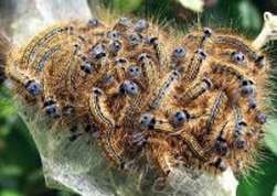 No només les fileres de processionària són perilloses, també ho són les que s'enterren!