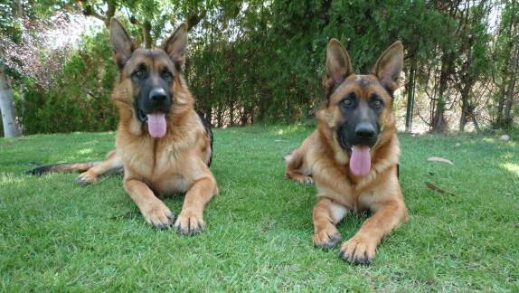 En Bram i la Boira, clients de Lladruc!