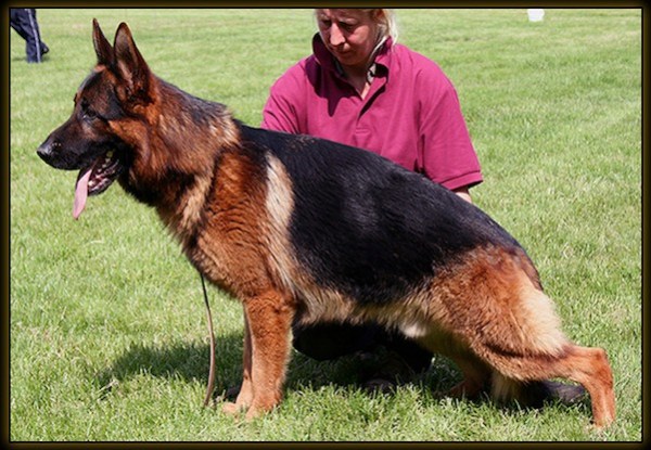 Un gos típic de bellesa "Jagger" de l'afix Herr Kan