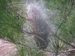 Una de les mesures de prevenció més útils és la destrucció dels nius