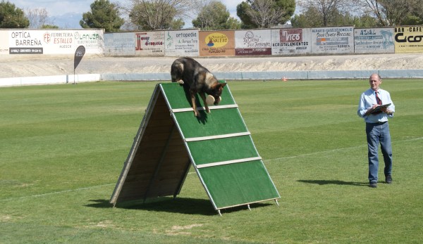En Sumo del Salto Roldan en un exercici d'obediència