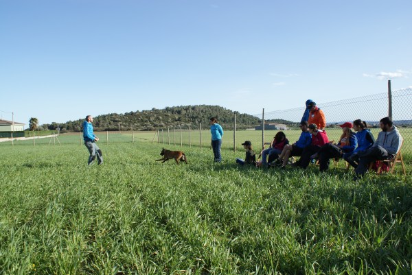 I les meves Malinois preferides: la Súper Indra volant per agafar el mossegador... 