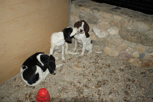 Cadells Abandonats Lladruc