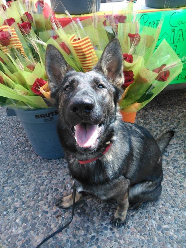 La relacions públiques júnior de Lladruc us vol desitjar un Feliç Sant Jordi!
