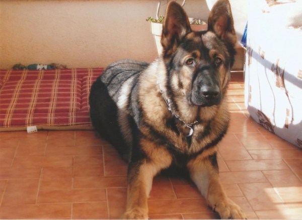 En Drac, el Pastor Alemany d'en Toni