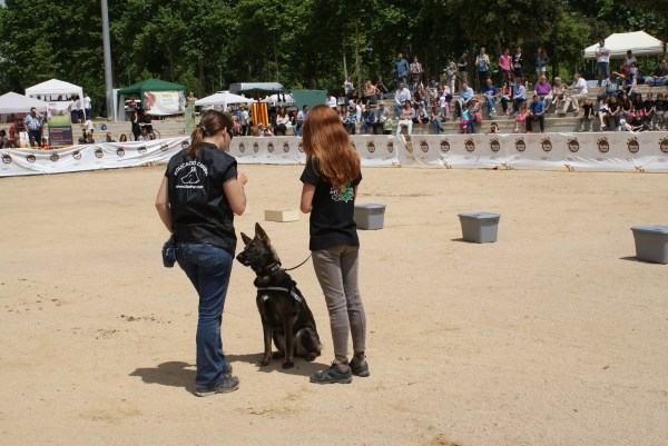 La Mina, Pastor Alemany de treball, esperant ordres d'una voluntària