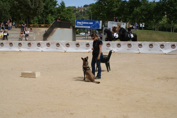 La Cendra esperant l'ordre d'inici de la recerca. Crec que tinc la Malinois més motivada del món! ;)