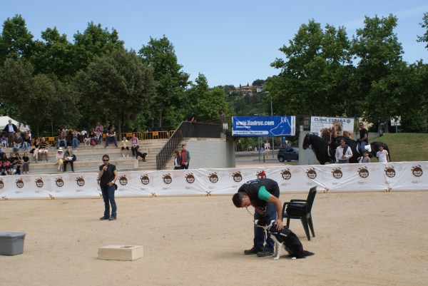La Syra just abans de començar la recerca punt a punt. Tot i no pertànyer a una de les races de les que habitualment s'utilitzen en detecció, la Syra és una excel·lent gossa detectora de marcació passiva. 
