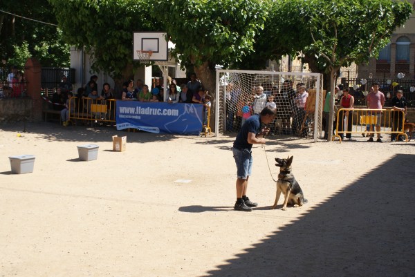 La Burka apunt de començar l'ordre de "quieta"!