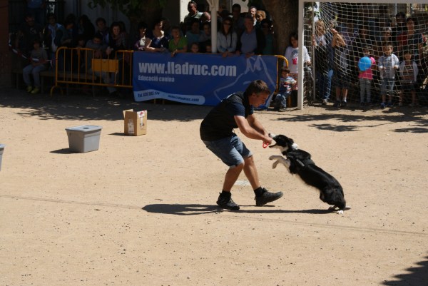 Qui ha dit que els Borders tenen poca motivació pel mossegador? ;)