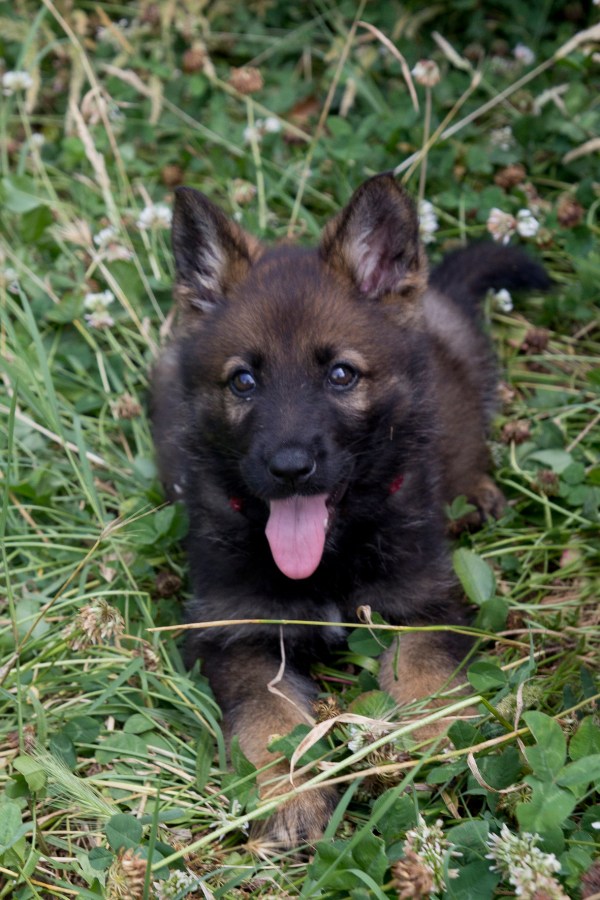 Fura: la nova generació. 