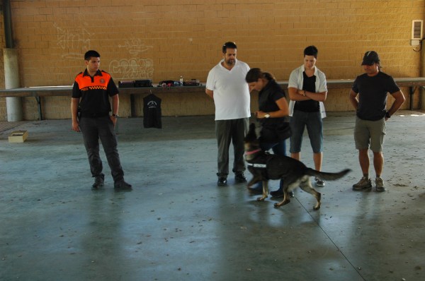 La Mina caminant al costat sense estirar de la corretja 