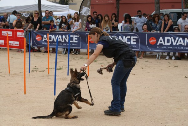 La Fura en plena embranzida per agafar el seu mossegadoret! 