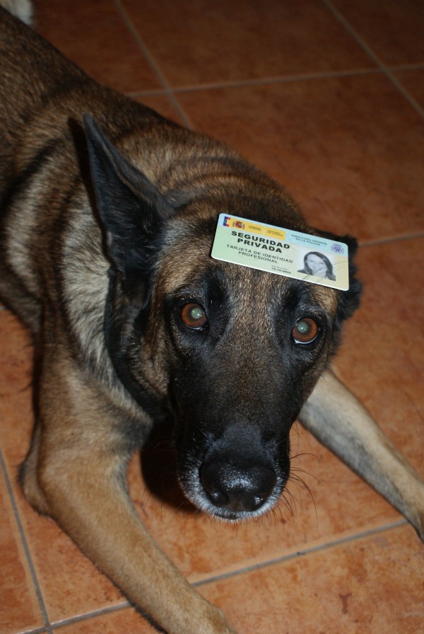 La Cendra: la nostra gossa detectora més veterana i l'últim carnet que m'ha arribat!