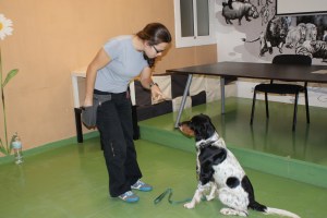 En Piscolabis (Pisco pels amics), aprenent a estar quiet i assegut. 