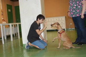 La Toffee és una gossa adoptada amb greus problemes de reactivitat cap als altres gossos però va acabar el curs focalitzada en el seu propietari i fent diverses habilitats!