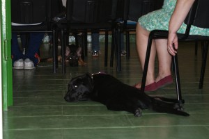 En Black i en Roc, els dos alumnes de quatre potes més joves, aprofitant la classe teòrica per descansar.
