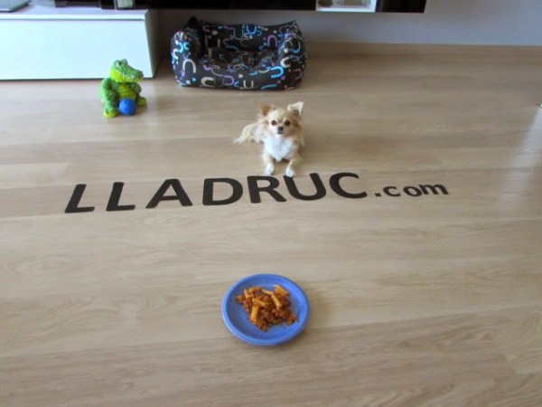 Foto guanyadora del segon premi del concurs de fotografia canina Lladruc