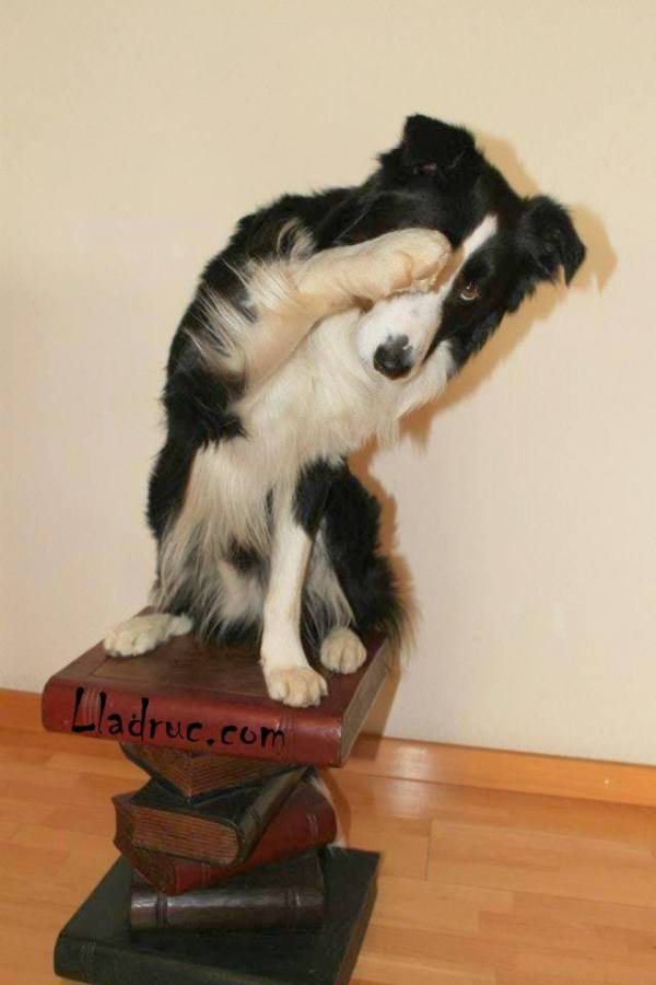 Foto guanyadora del tercer premi del concurs de fotografia canina Lladruc