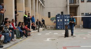 La Fura fent un "seu" i "quieta" amb les seves punxegudes orelles ben enfocades cap a mi...