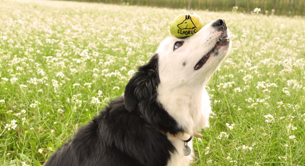 La foto guanyadora del concurs de fotografia canina Lladruc! 