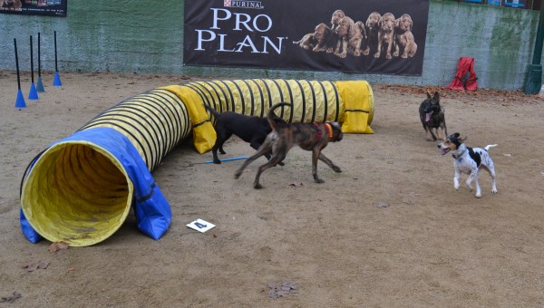 Hora del pati! En Sam, en Drac, la Gin i la Fura fent un merescut descans després de la classe pràctica