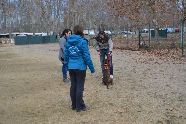 En Drac ben assegut esperant indicacions del seu propietari