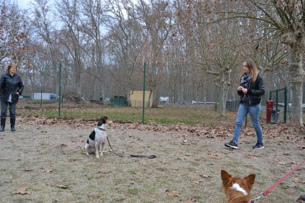 La Gin ben quieta sota l'atenta mirada d'en Lio... 