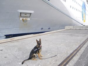 Una de les meves gosses detectores d'explosius es diu Burka. És un nom contundent com ella però m'ha fet viure mil anècdotes!