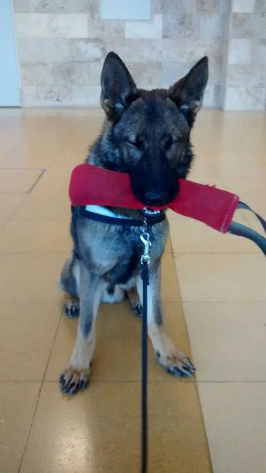 En Connor, futur gos detector, gaudint del seu mossegador en el seu primer entrenament en un aeroport