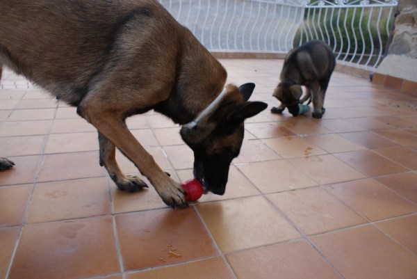 La Cendra i la Mina gaudint dels seus respectius Kongs! 