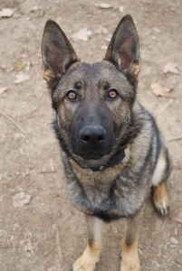 En Connor mirant fixament a la càmera amb la mateixa il·lusió amb la qual mira la pilota! :) 