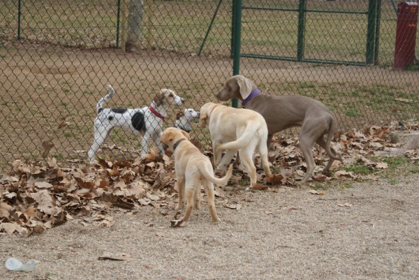 L'hora del pati del curs de Lladruc: un moment fantàstic per la socialització! 