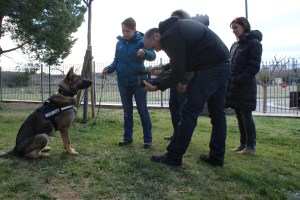 En Connor, Pastor Alemany de treball de Lladruc, mirant fixament a la càmera de TV3 com si ho hagués fet tota la vida! :) 