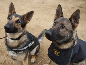 En Connor i la Burka ben atents abans de començar l'exhibició
