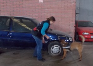 La Cendra fent un recerca de vehicles durant el curs