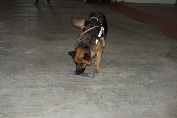 La Popi, futura gossa detectora de morrut de les palmeres, familiaritzant-se amb el tub