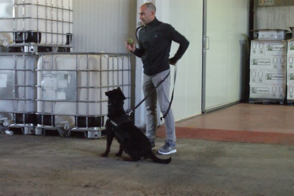 Qui ha dit que els Rottweilers no poden ser bons gossos detectors? Aquí teniu a la gossa de l'Òscar preparada per a l'acció! 